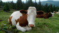 Wechsel t�ra  - 2011.06.12.&nbsp;(50 k�p)