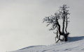 IMG-8332k.JPG