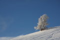 IMG-8410k.JPG