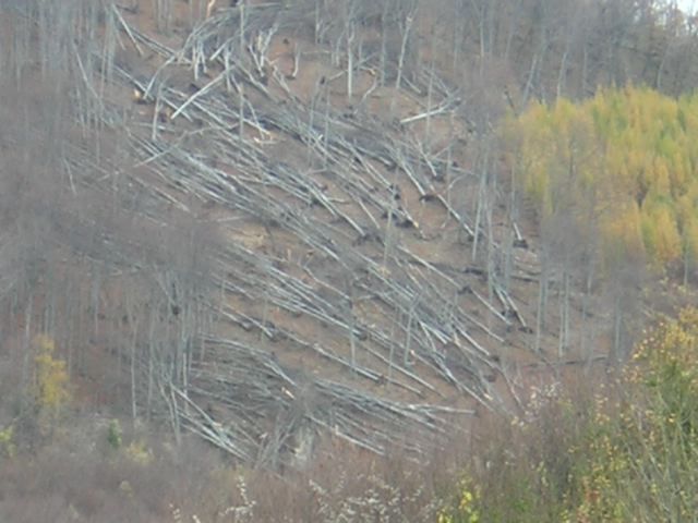 bankut_vihar_2008_01.jpg
