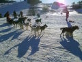 sz�nh�z� kuty�kkal is lehetett tal�lkozni