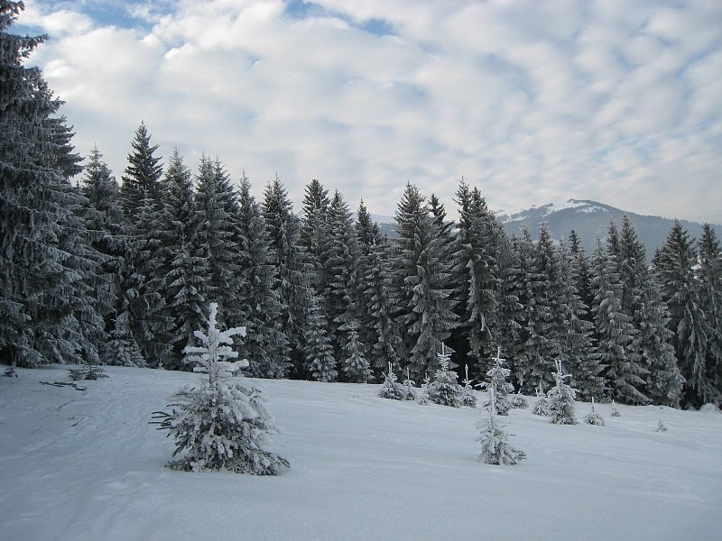 IMG-0664.jpg