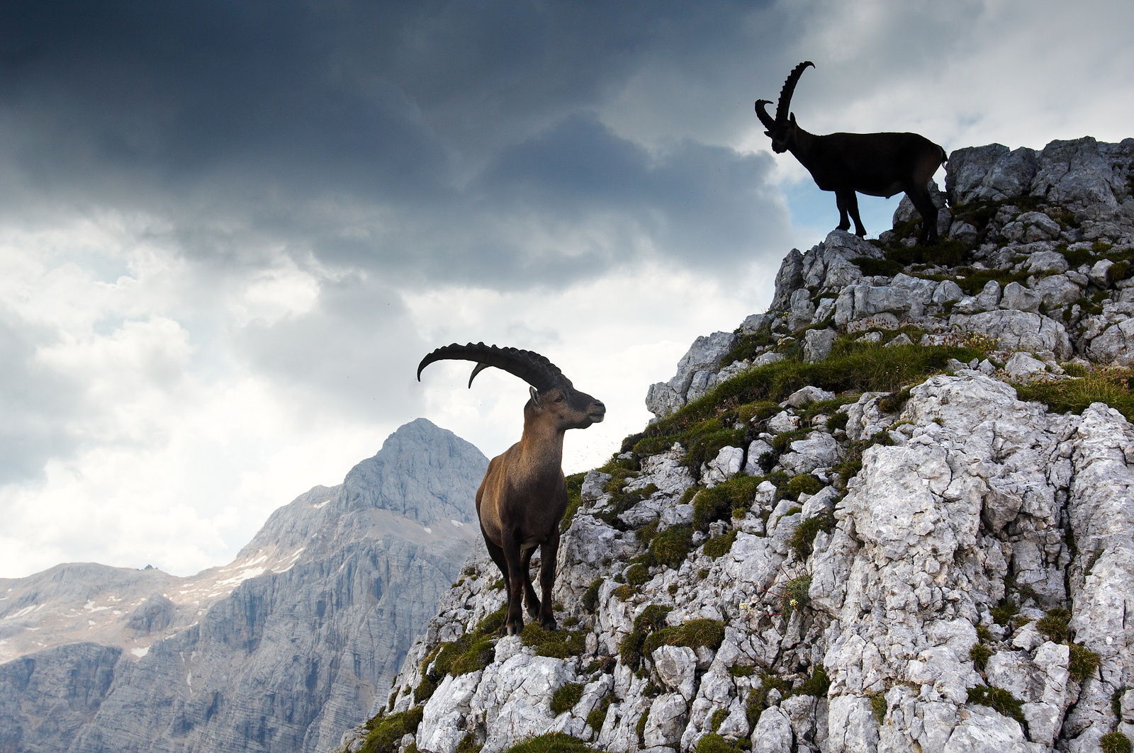 Kőszáli kecskék háttérben a Triglav csúcsával | Foto: Tomo Jesenicnik