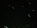 PB300089.JPG