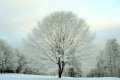 K�kestet�&nbsp;(26 k�p)