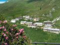 Almrosen-Jagdhausalm1.JPG