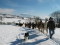 Lamatrekking-Dolomitenlama-KP-Schneeberger.jpg