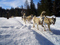 Kutyasz�nos kir�ndul�s St�jerorsz�gban&nbsp;(5 k�p)