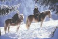 Winterreiten2---C-Schlosswirt-Doellach.JPG