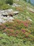 Rhrodondendr� bokrok