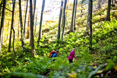 © Steiermark Tourismus / ikarus.cc