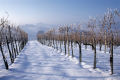 stajerorszag-200905.jpg