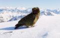 Fot�: Treble Cone Ski Area