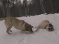 Labrador-s�
