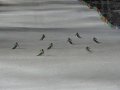 Sikert aratott a magyar democsapat az INTERSKI-n