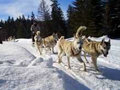 K�nnyed t�li �lm�nyek St�jerorsz�gban